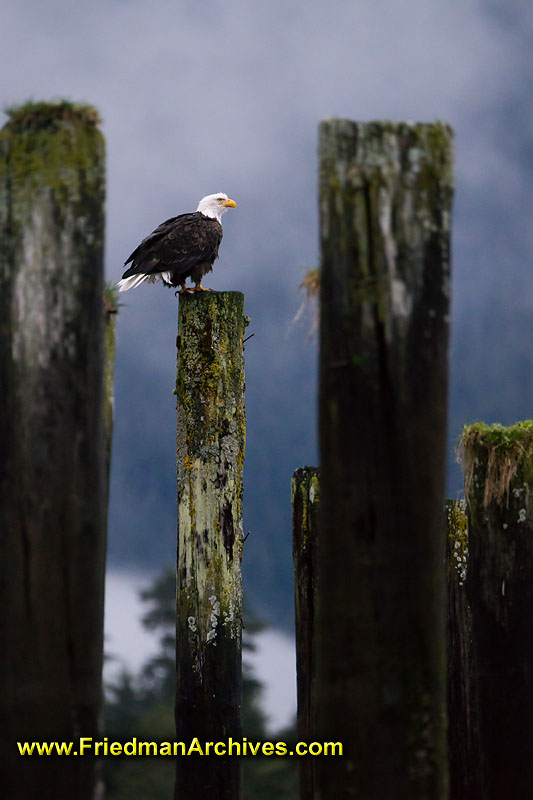 eagle,bird,nature,green,forest,sitting,watching,underexposed,